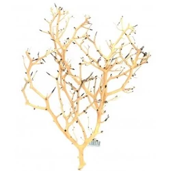 Coral Tree fa