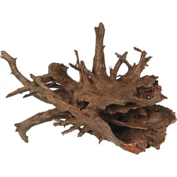 Corbo Root