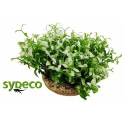 Sydeco Water Ball Maxi műnövény 10 cm