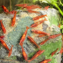 Kép 2/4 - Dennerle Shrimp King Yummy Gum rák eleség 50 g