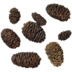 Kép 2/2 - Dennerle Black Cones (fekete toboz) 50 db
