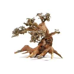 Kép 3/7 - Aqua-Bonsai fa