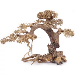 Kép 5/6 - Aqua-Bonsai fa