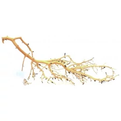 Kép 4/6 - Coral Tree fa