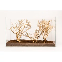 Kép 6/6 - Coral Tree fa