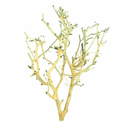 Kép 1/6 - Coral Tree fa