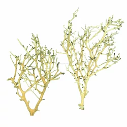 Kép 5/6 - Coral Tree fa