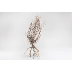 Kép 2/3 - Desert Tree fa