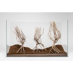 Kép 3/3 - Desert Tree fa