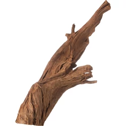 Kép 7/15 - Mangrove gyökér