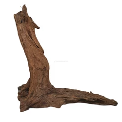 Kép 11/15 - Mangrove gyökér