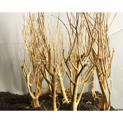 Kép 4/5 - Slim Tree fa