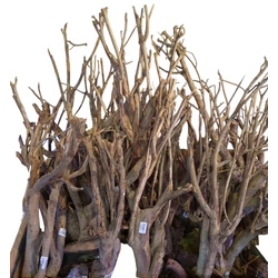 Kép 8/9 - Talawa Wood fa XL / 80-100 cm