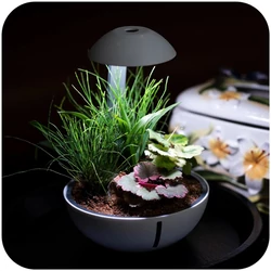 Kép 8/8 - Chihiros Wabi Kusa szett (Terrarium Egg)