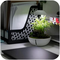Kép 6/8 - Chihiros Wabi Kusa szett (Terrarium Egg)