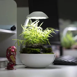 Kép 5/8 - Chihiros Wabi Kusa szett (Terrarium Egg)