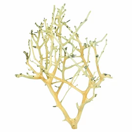 Coral Tree fa