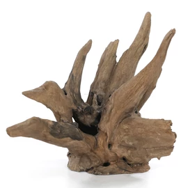 Corbo Root 
