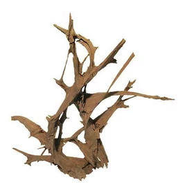 Mangrove gyökér