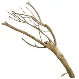 Talawa Wood fa